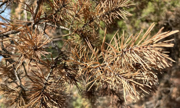 Sequía en Europa 2023 y las razones que hay detrás